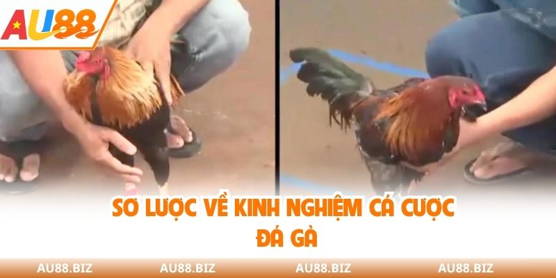 Sơ lược về kinh nghiệm cá cược đá gà